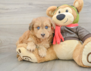 8 week old Mini Pomskydoodle Puppy For Sale - Windy City Pups