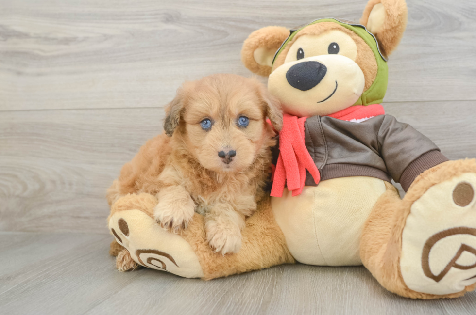 5 week old Mini Pomskydoodle Puppy For Sale - Windy City Pups