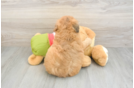 Funny Mini Pomskydoodle Poodle Mix Pup