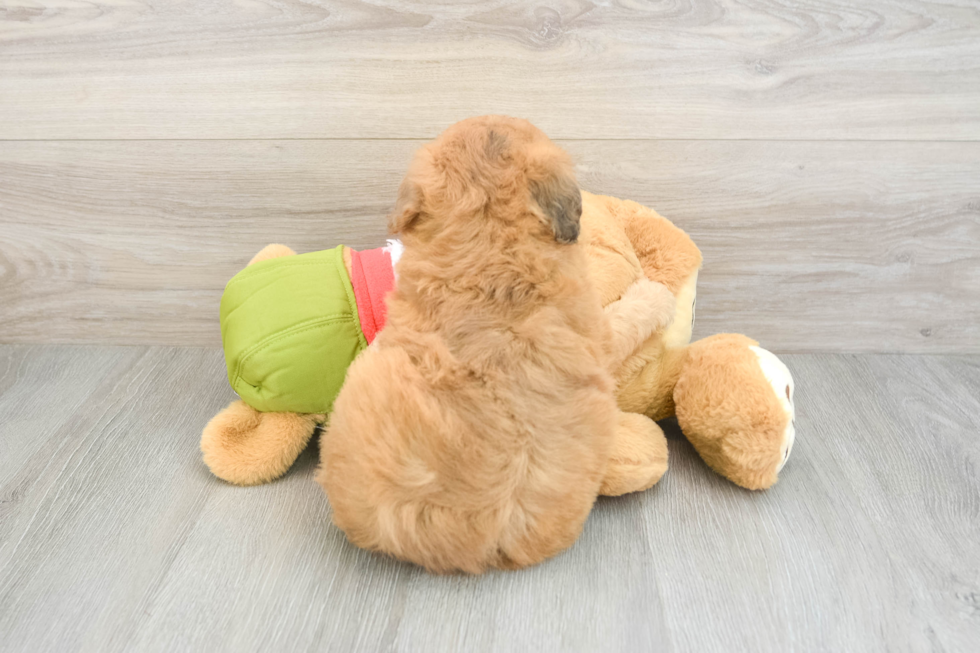Funny Mini Pomskydoodle Poodle Mix Pup