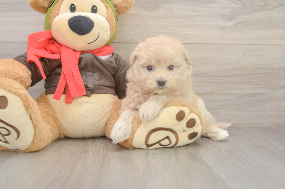 5 week old Mini Pomskydoodle Puppy For Sale - Windy City Pups