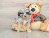 5 week old Mini Pomskydoodle Puppy For Sale - Windy City Pups