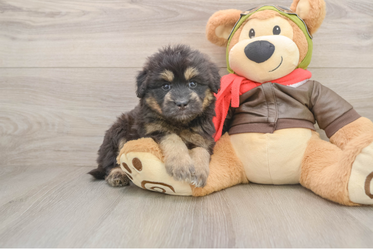 Fluffy Mini Pomskydoodle Poodle Mix Pup