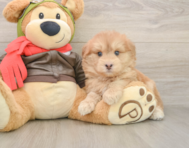 5 week old Mini Pomskydoodle Puppy For Sale - Windy City Pups