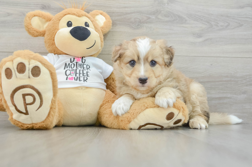 7 week old Mini Pomskydoodle Puppy For Sale - Windy City Pups