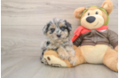 Cute Mini Pomskydoodle Baby
