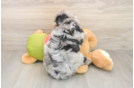 Mini Pomskydoodle Puppy for Adoption