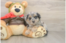Little Pomsky Doodle Poodle Mix Puppy