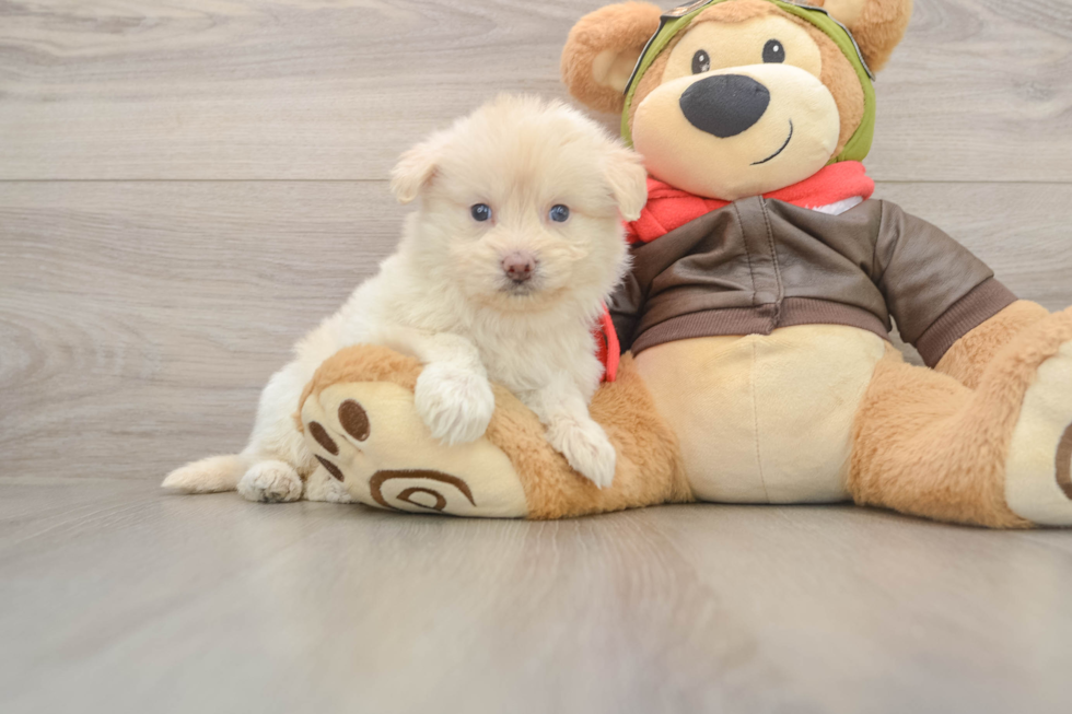 Mini Pomskydoodle Pup Being Cute