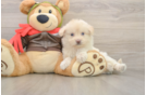 Mini Pomskydoodle Pup Being Cute