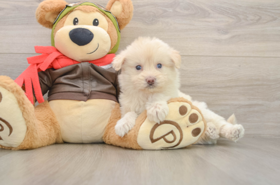 Mini Pomskydoodle Pup Being Cute