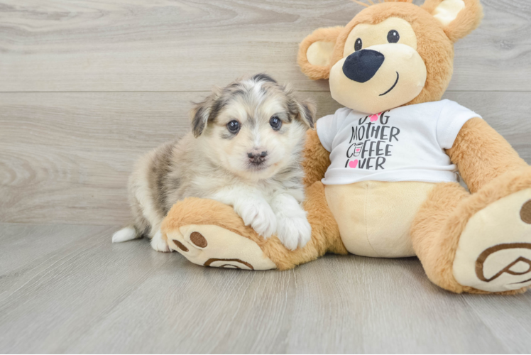 Cute Mini Pomskydoodle Baby