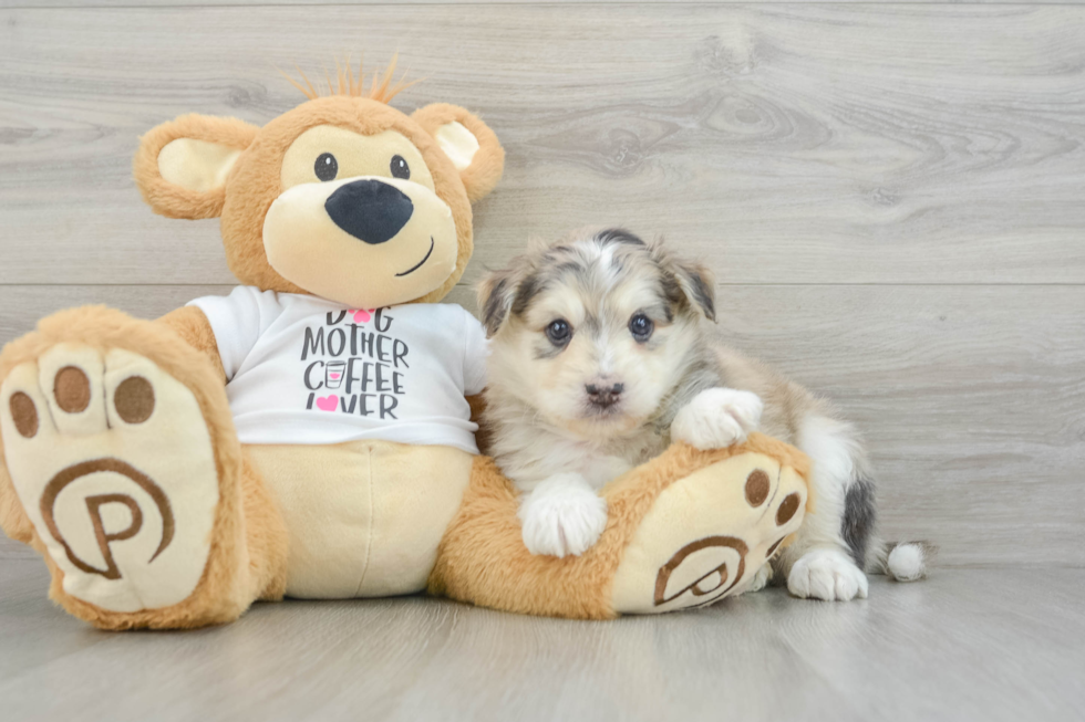 Friendly Mini Pomskydoodle Baby