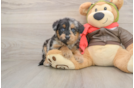 Adorable Pomsky Doodle Poodle Mix Puppy