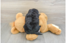 Adorable Mini Pomskydoodle Poodle Mix Puppy
