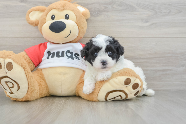 Smart Mini Pomskydoodle Poodle Mix Pup