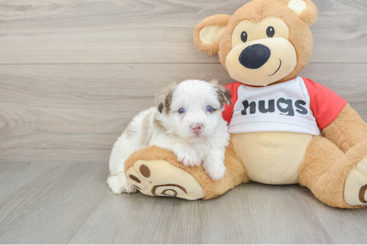 Playful Mini Pomskydoodle Poodle Mix Puppy