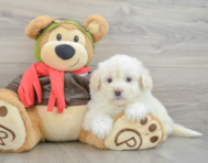 7 week old Mini Pomskydoodle Puppy For Sale - Windy City Pups