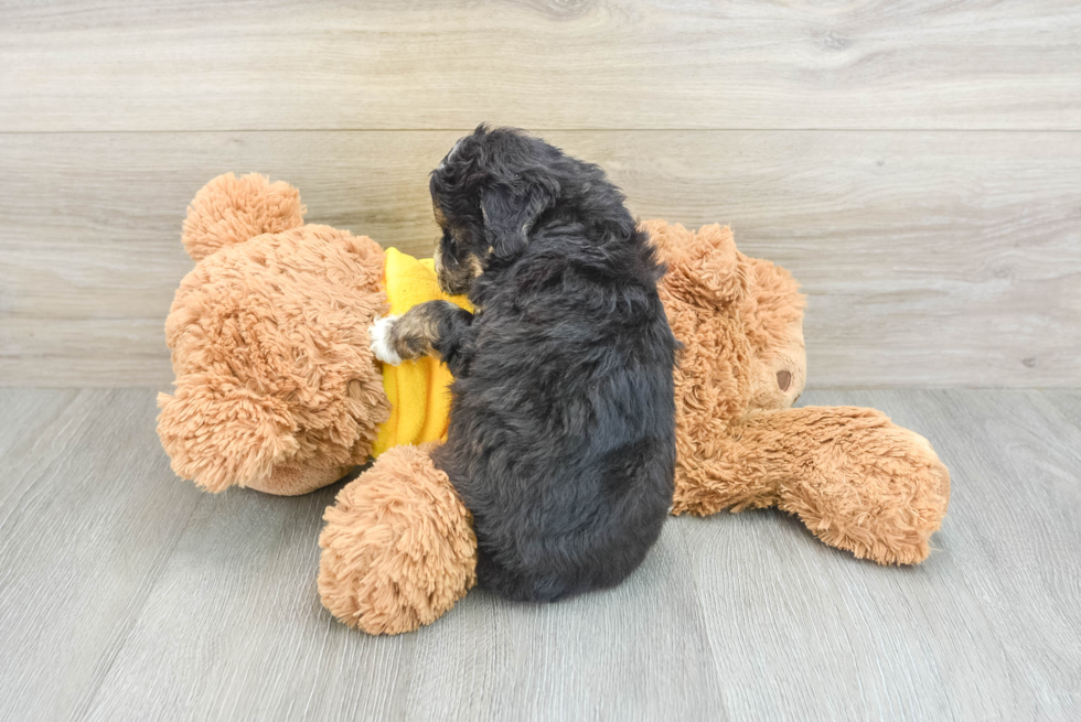 Little Mini Pomskydoodle Poodle Mix Puppy