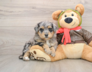 5 week old Mini Pomskydoodle Puppy For Sale - Windy City Pups