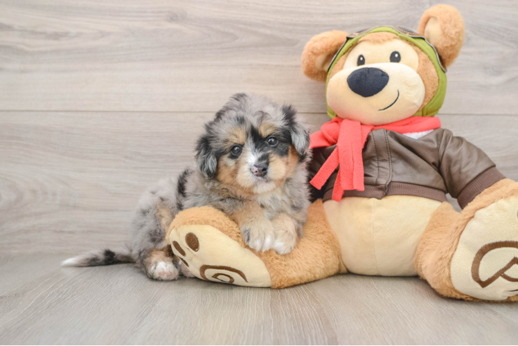 Fluffy Mini Pomskydoodle Poodle Mix Pup
