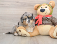 5 week old Mini Pomskydoodle Puppy For Sale - Windy City Pups