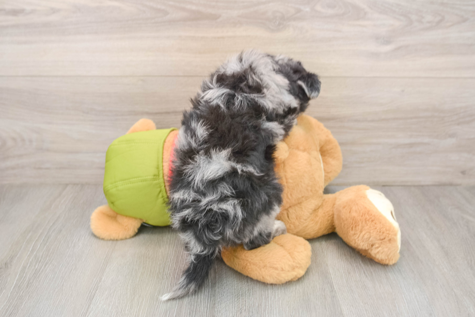 Happy Mini Pomskydoodle Baby