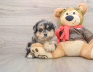 6 week old Mini Pomskydoodle Puppy For Sale - Windy City Pups