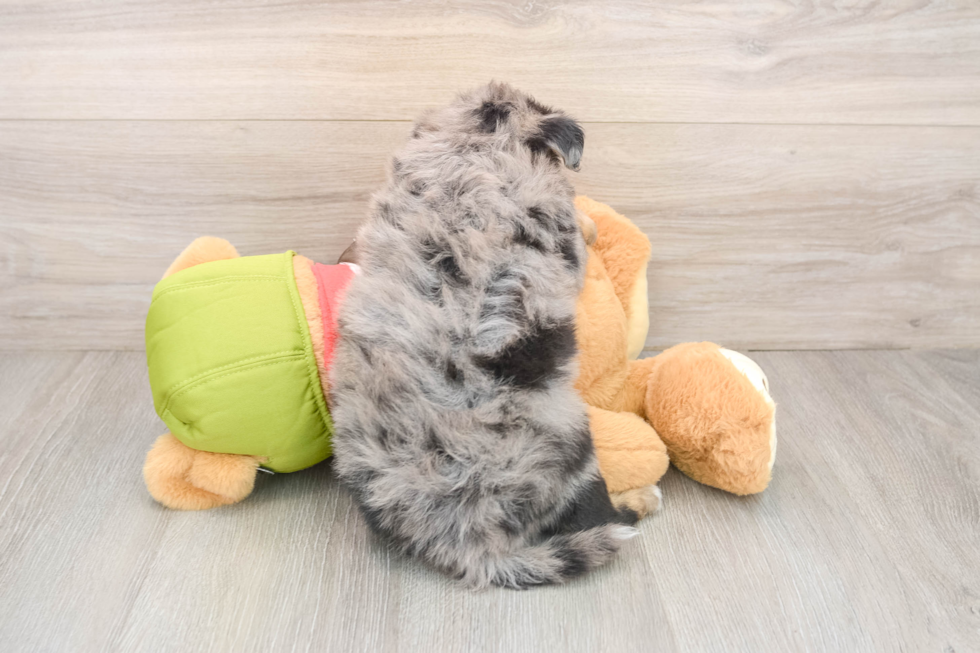 Playful Mini Pomskydoodle Poodle Mix Puppy