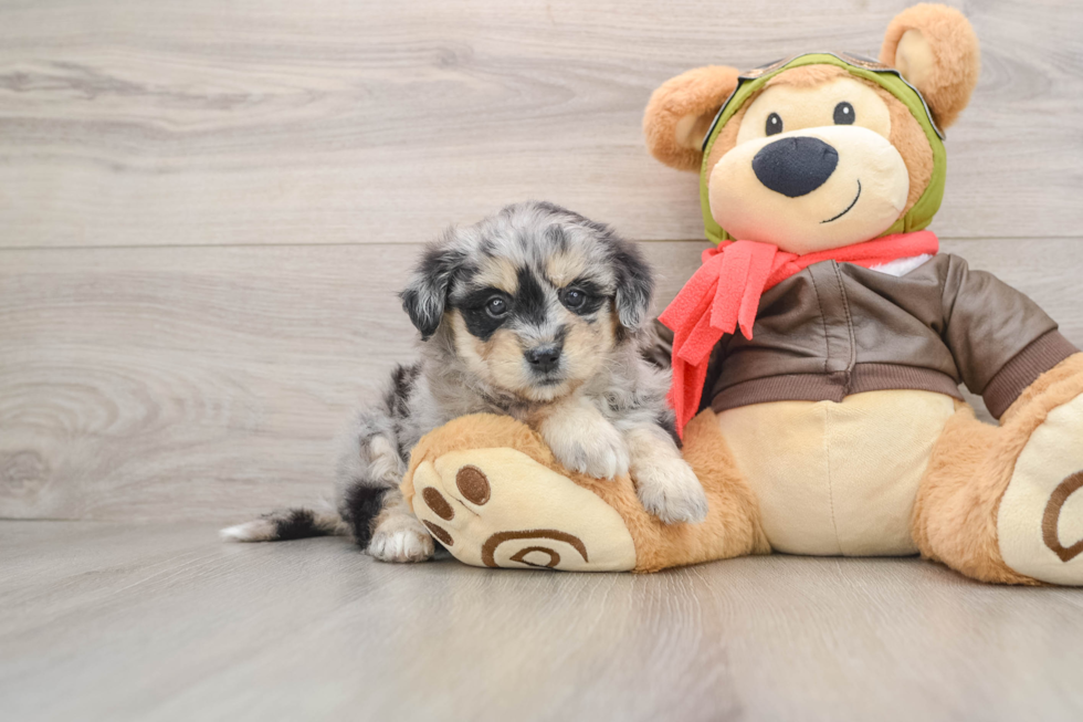 Mini Pomskydoodle Pup Being Cute