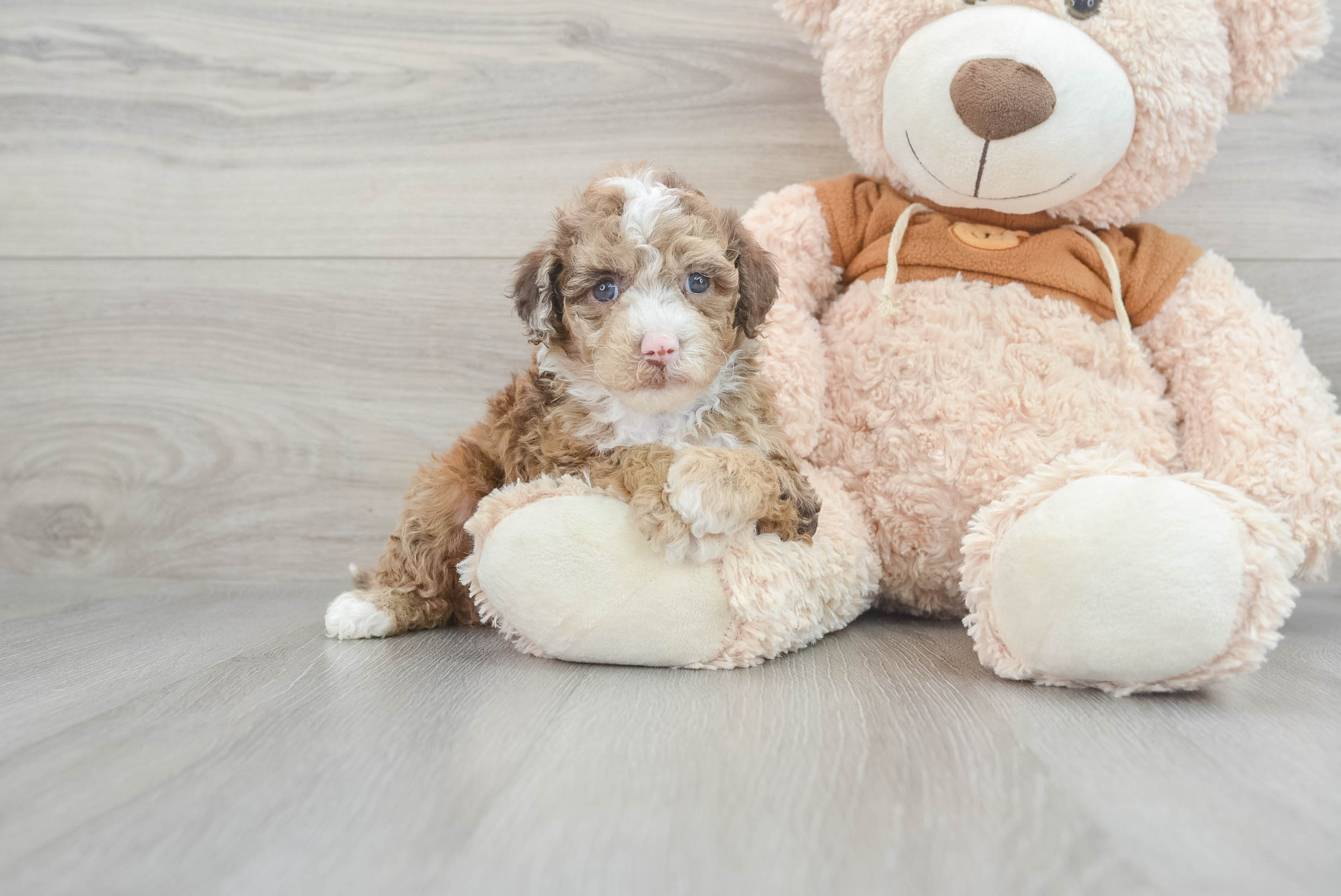 Cute Mini Portidoodle Bora Bora: 5lb 8oz Doodle Puppy