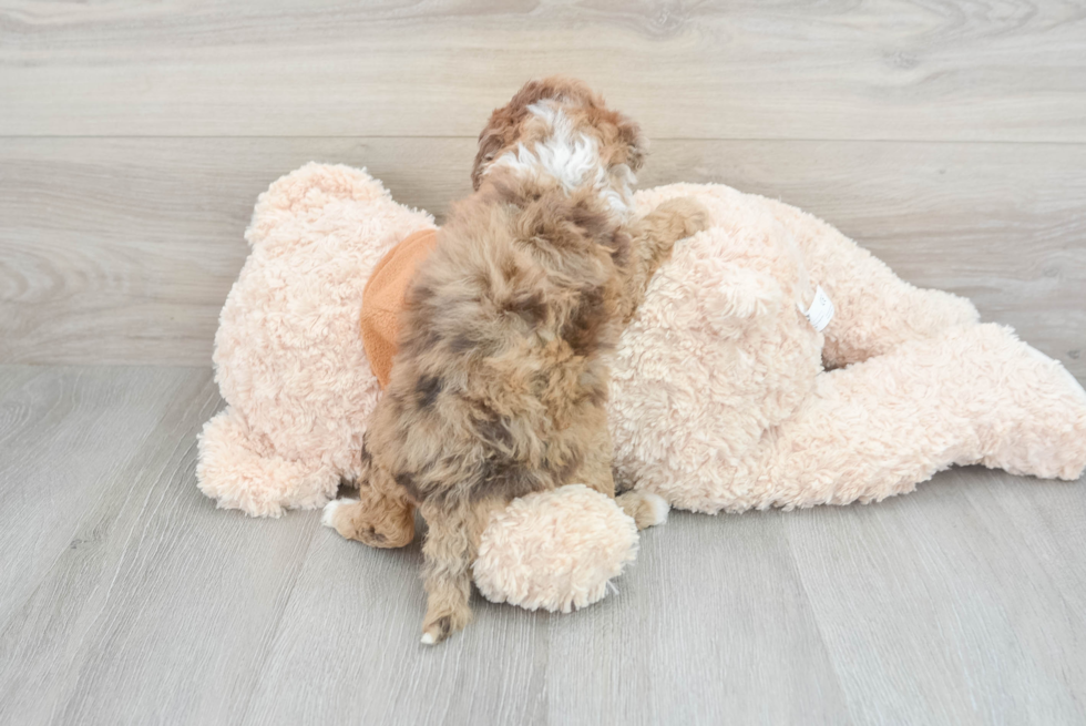 Mini Portidoodle Pup Being Cute