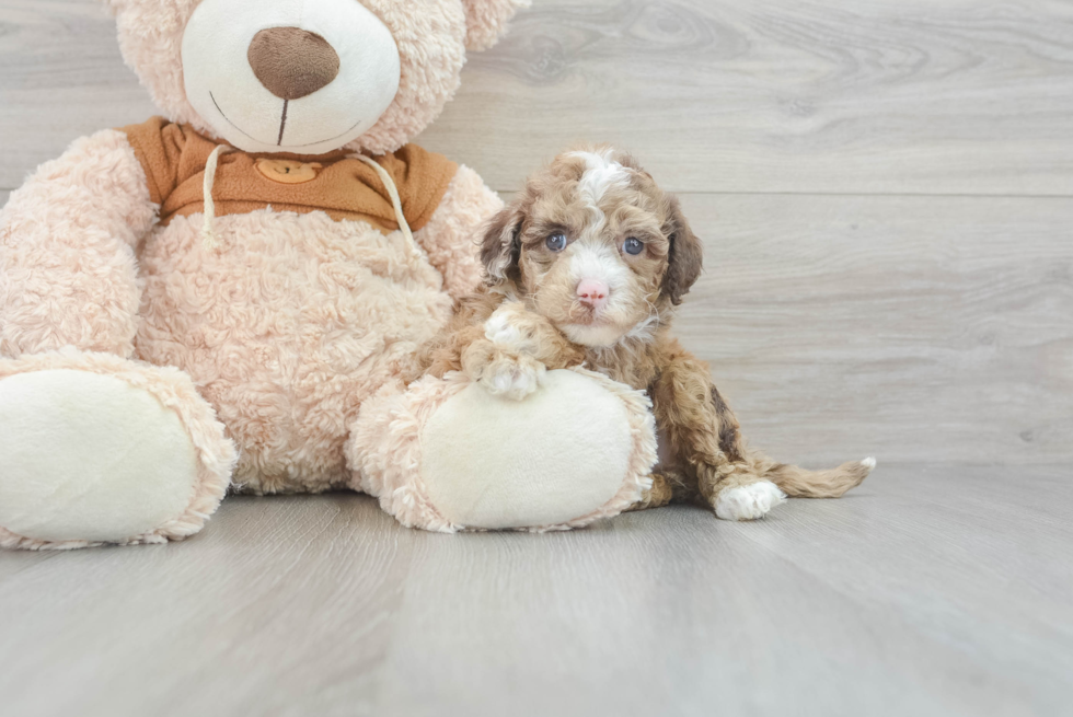 Small Mini Portidoodle Baby