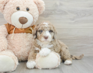 6 week old Mini Portidoodle Puppy For Sale - Windy City Pups