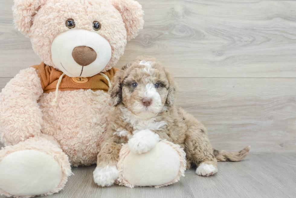 Energetic Portidoo Poodle Mix Puppy