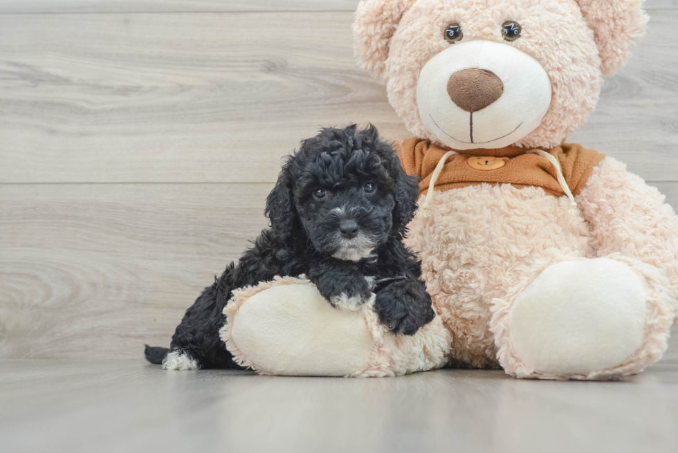 Fluffy Mini Portidoodle Poodle Mix Pup