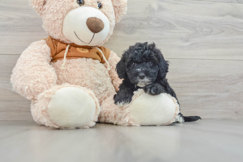 Adorable Portidoo Poodle Mix Puppy