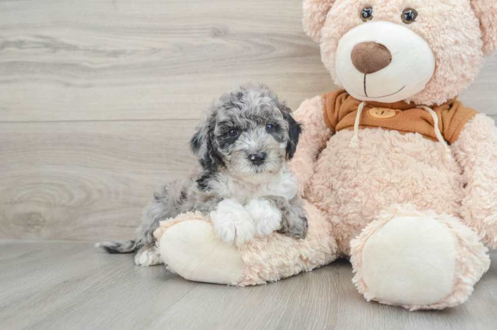 6 week old Mini Portidoodle Puppy For Sale - Windy City Pups
