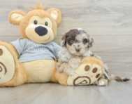 9 week old Mini Portidoodle Puppy For Sale - Windy City Pups