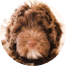 Mini Portidoodle Puppy For Sale - Windy City Pups