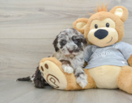 6 week old Mini Portidoodle Puppy For Sale - Windy City Pups