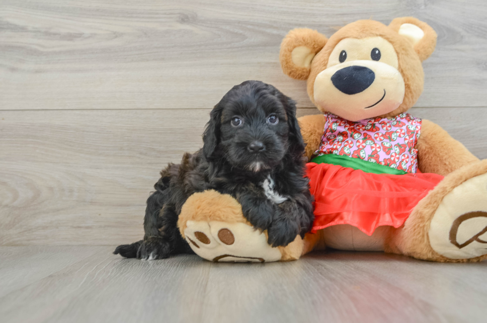 5 week old Mini Portidoodle Puppy For Sale - Windy City Pups