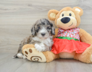 5 week old Mini Portidoodle Puppy For Sale - Windy City Pups