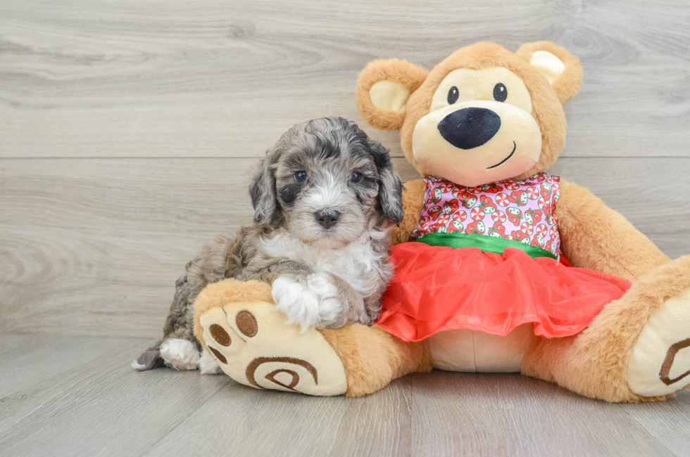 5 week old Mini Portidoodle Puppy For Sale - Windy City Pups