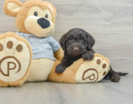 6 week old Mini Portidoodle Puppy For Sale - Windy City Pups