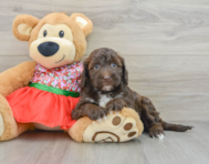 5 week old Mini Portidoodle Puppy For Sale - Windy City Pups