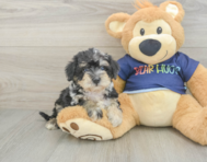 5 week old Mini Schnoodle Puppy For Sale - Windy City Pups