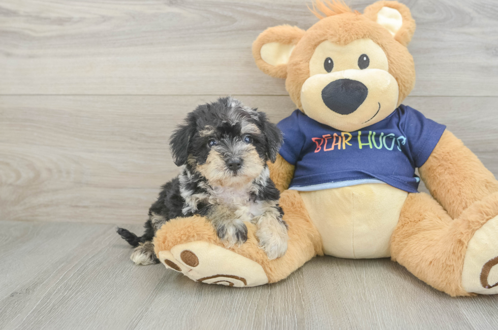 5 week old Mini Schnoodle Puppy For Sale - Windy City Pups