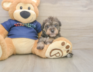 5 week old Mini Schnoodle Puppy For Sale - Windy City Pups