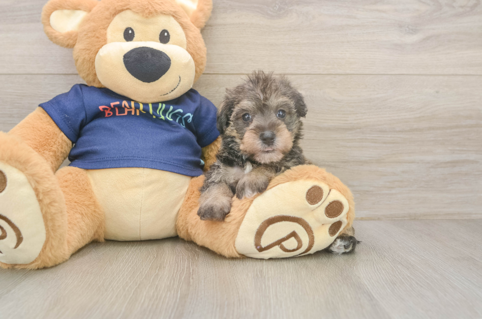 5 week old Mini Schnoodle Puppy For Sale - Windy City Pups